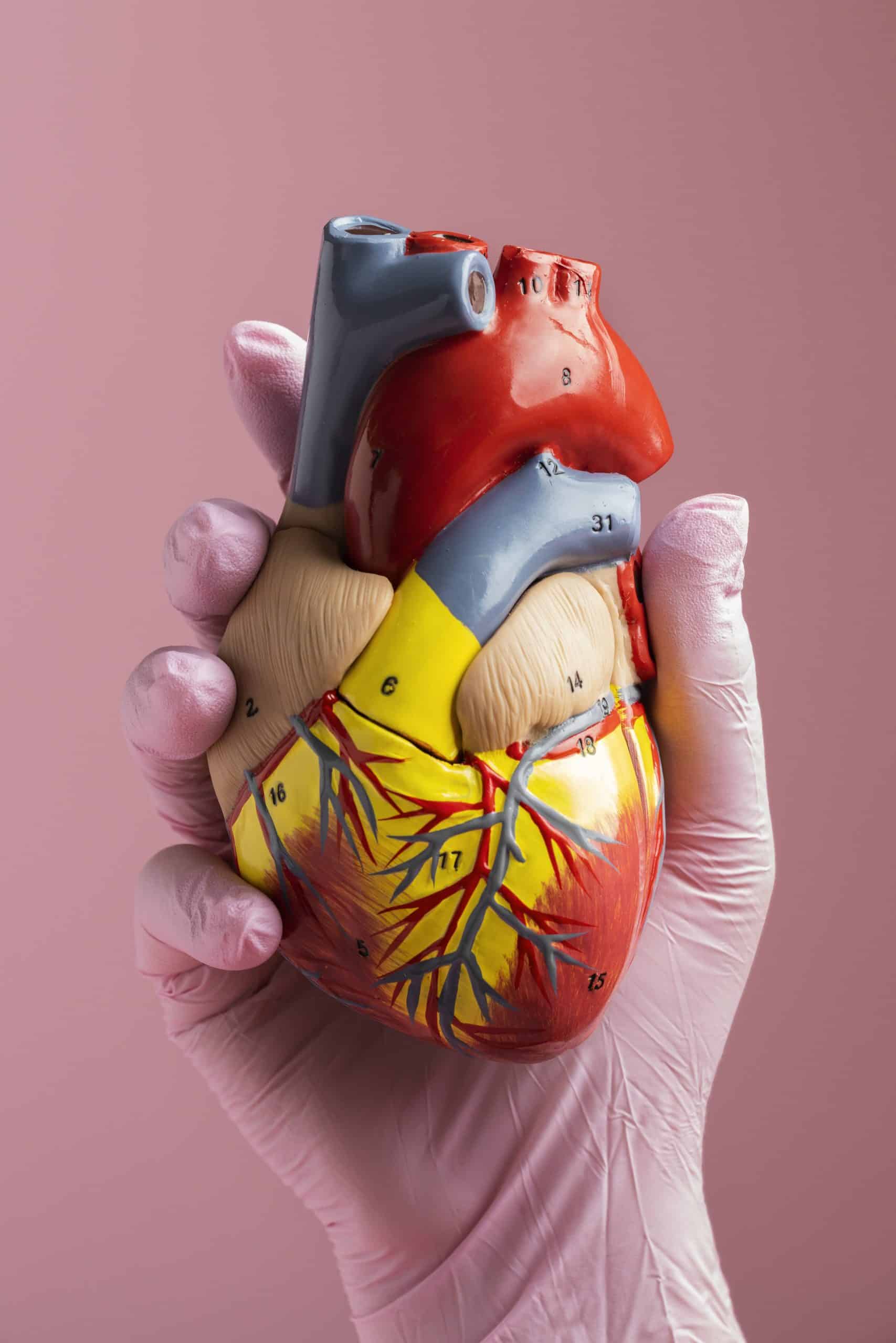 person holding anatomic heart model educational purpose min scaled