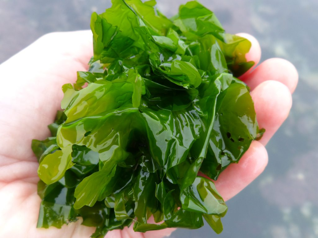 Seaweed and Leafy Greens