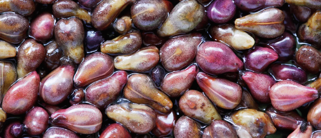 Grape Seed Extract and Autism